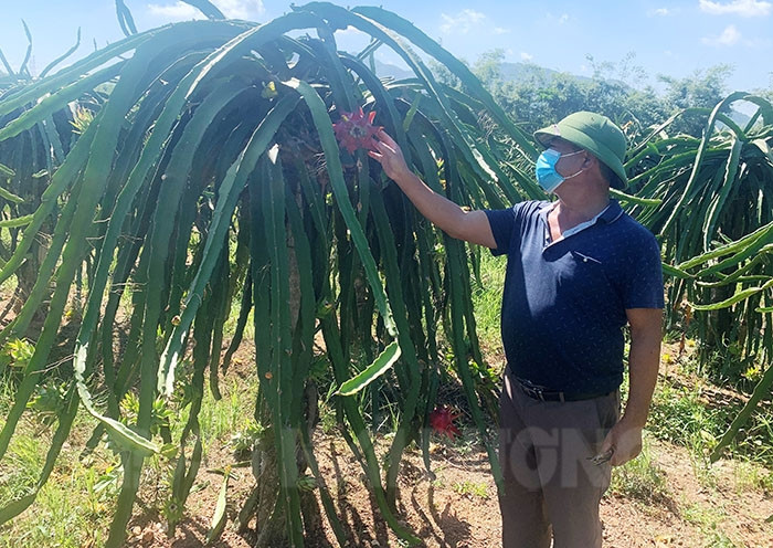 Dragon fruit growing area to be expanded to 1,000 ha